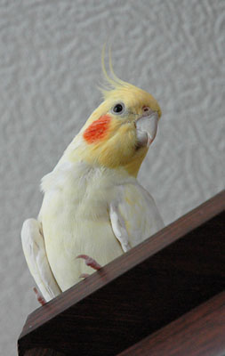 gonzomuz