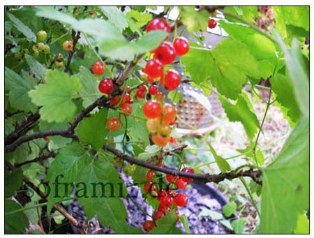 johannisbeer-brombeer-marmelade-5.jpg